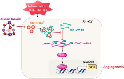 Angiogenesis is Inhibited by Arsenic Trioxide Through Downregulation of the CircHIPK3/miR-149-5p/FOXO1/VEGF Functional Module in Rheumatoid Arthritis